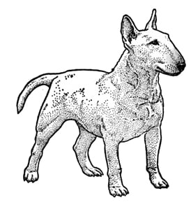 bullystandard1